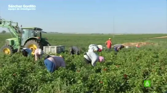 La finca expropiada de 'El Humoso', el motor económico de Marinaleda La finca expropiada de 'El Humoso', el motor económico de Marinaleda
