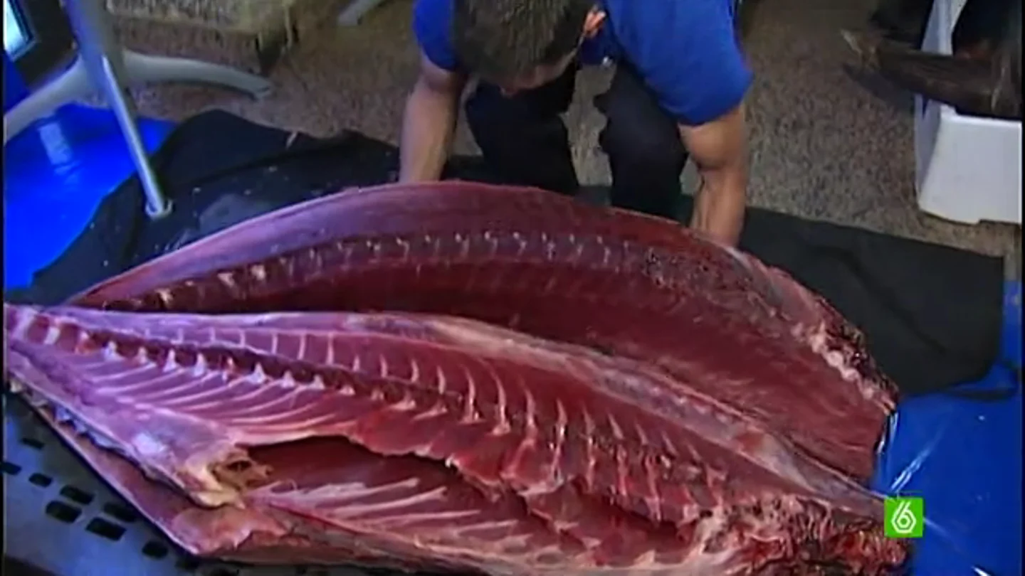 El rey de los mercados y lonjas de pescados se llama atún de Almadraba El rey de los mercados y lonjas de pescados se llama atún de Almadraba
