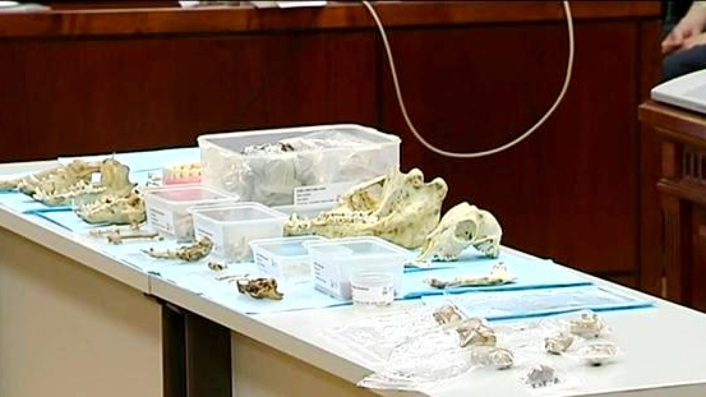 Restos &oacute;seos en el juicio contra Bret&oacute;n