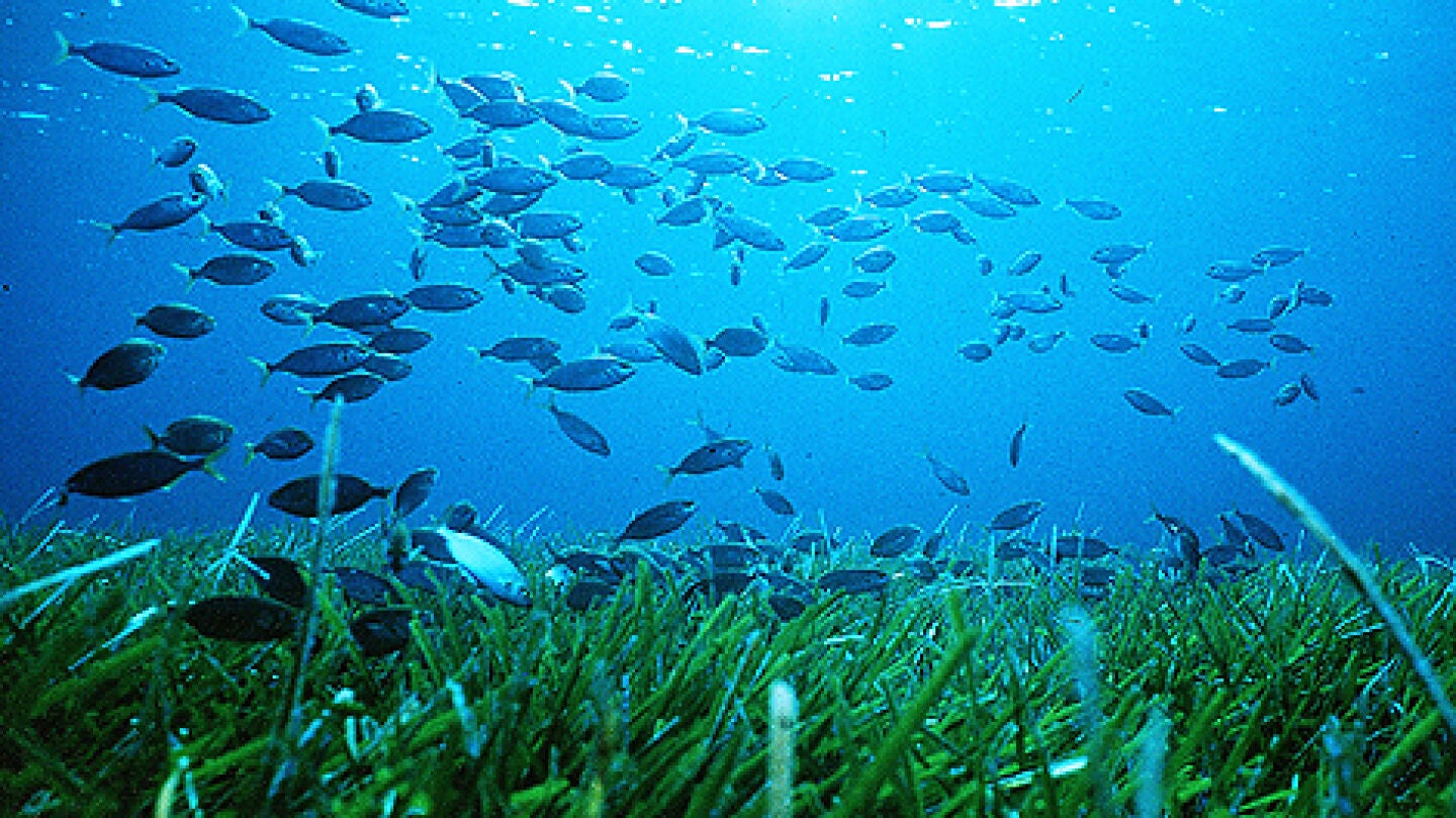 Ecosistema del fondo marino del mar Mediterr&aacute;neo