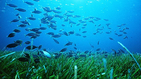 Ecosistema del fondo marino del mar Mediterráneo