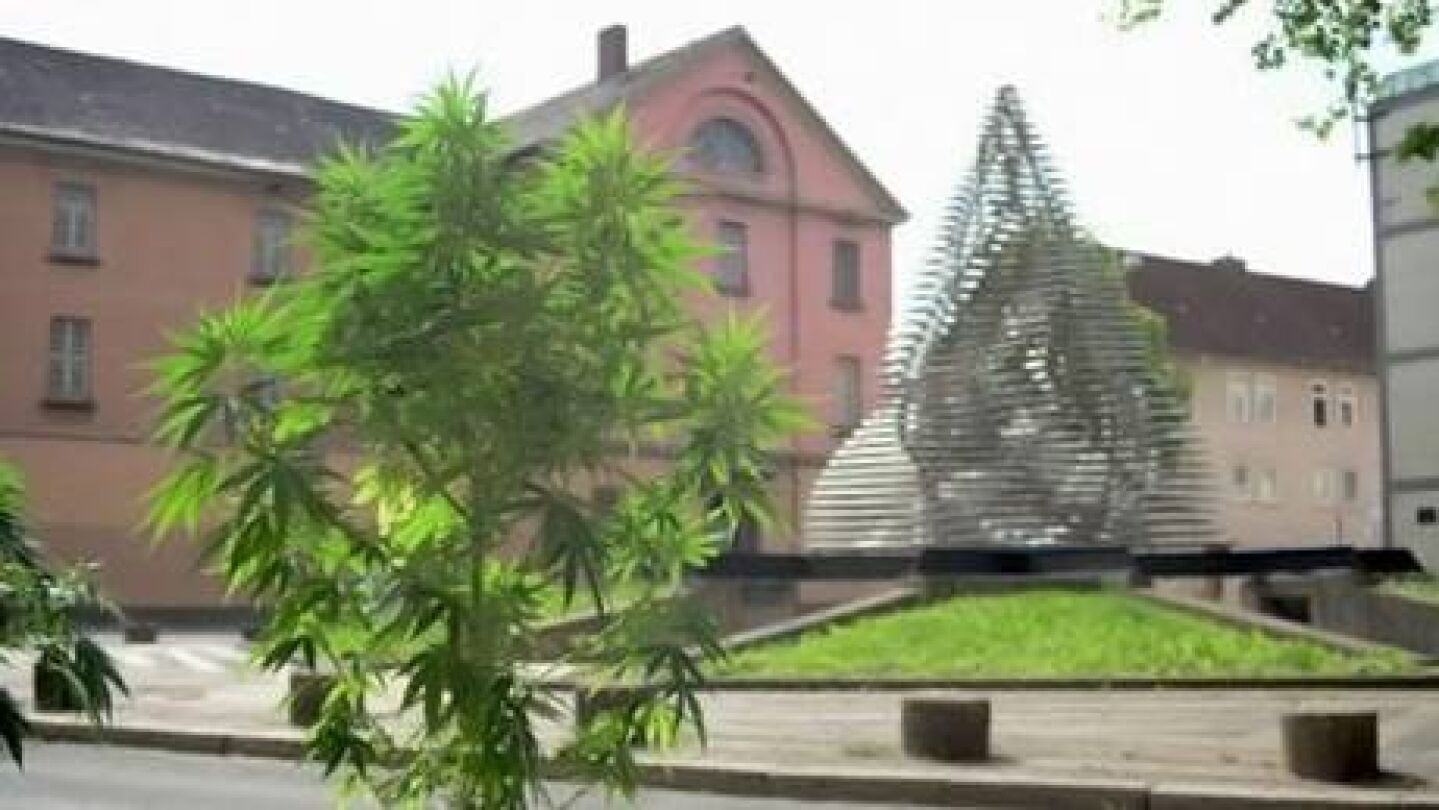 Investigan los efectos cl&iacute;nicos de la marihuana en ni&ntilde;os con epilepsia
