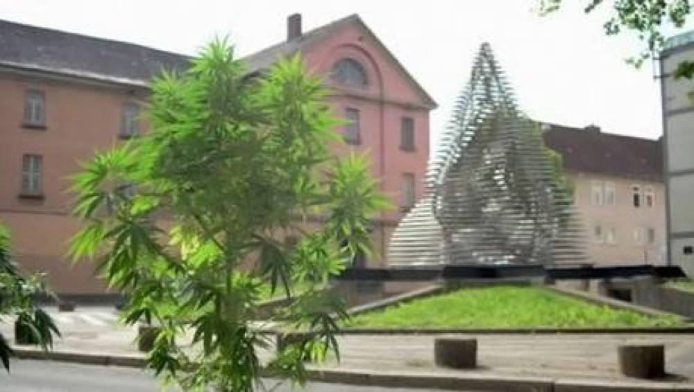 Investigan los efectos clínicos de la marihuana en niños con epilepsia