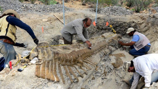 Cola de dinosaurio articulada de Coahuila