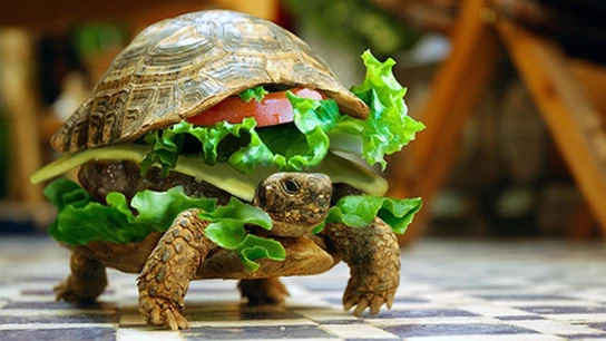 Una hamburguesa de tortuga Una hamburguesa de tortuga