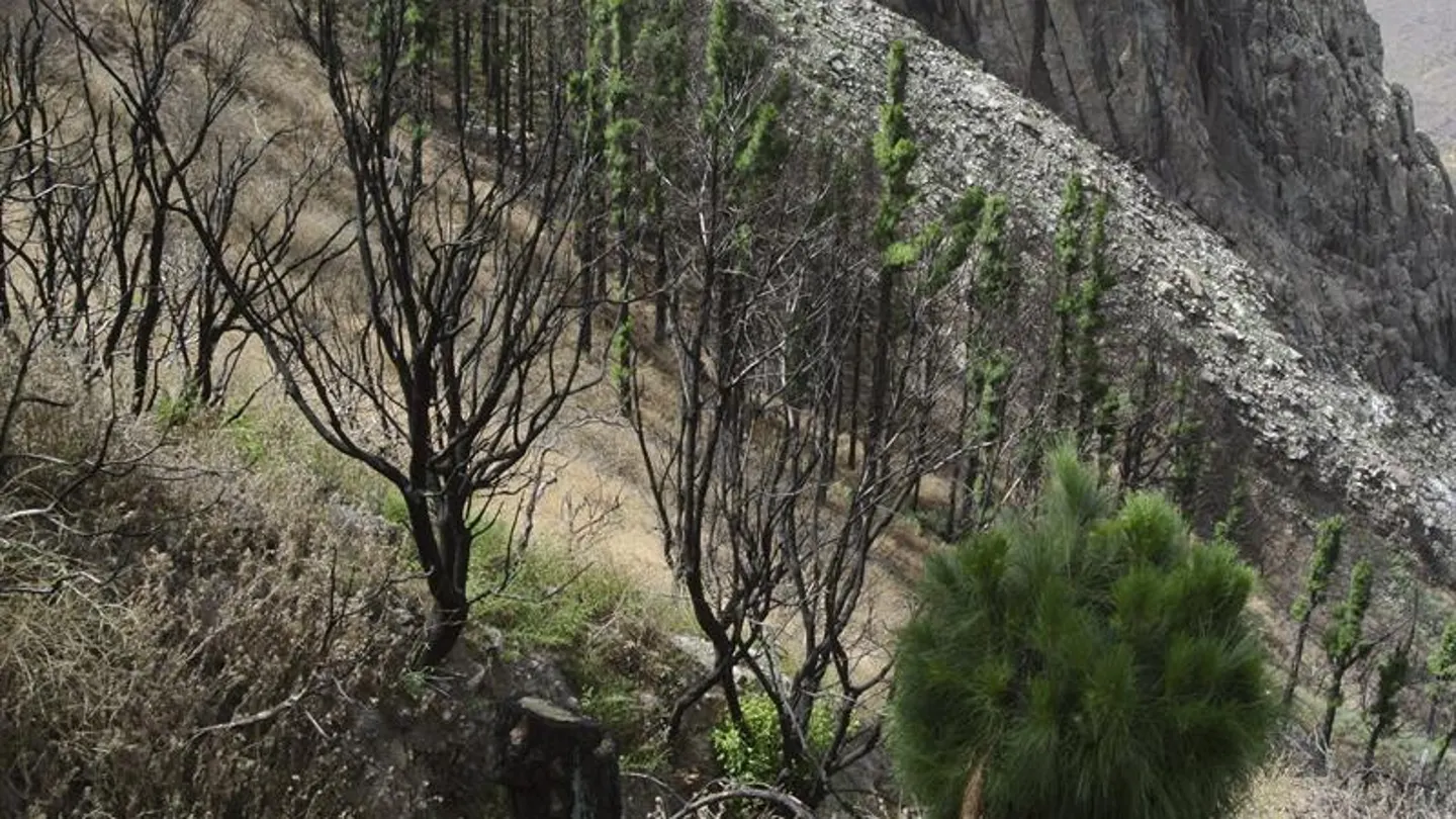La isla canaria de La Gomera avanza de forma lenta pero segura en su recuperación La isla canaria de La Gomera avanza de forma lenta pero segura en su recuperación