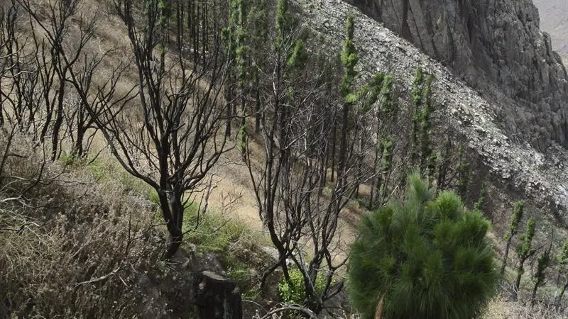 La isla canaria de La Gomera avanza de forma lenta pero segura en su recuperación La isla canaria de La Gomera avanza de forma lenta pero segura en su recuperación