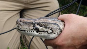 Una serpiente pitón