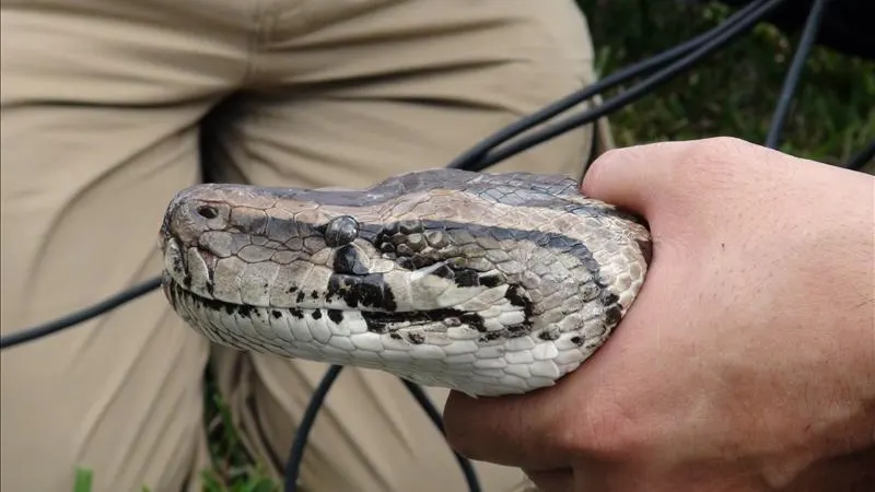 Una serpiente pitón