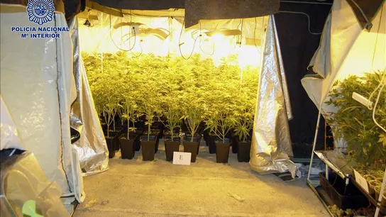 Imagen del invernadero para el cultivo de las plantas de marihuana Imagen del invernadero para el cultivo de las plantas de marihuana