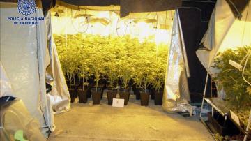 Imagen del invernadero para el cultivo de las plantas de marihuana