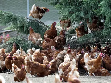 Gallinas en una granja Gallinas en una granja