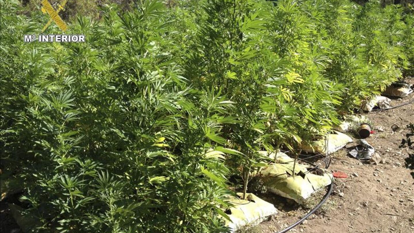 Investigan los efectos cl&iacute;nicos de la marihuana en ni&ntilde;os con epilepsia