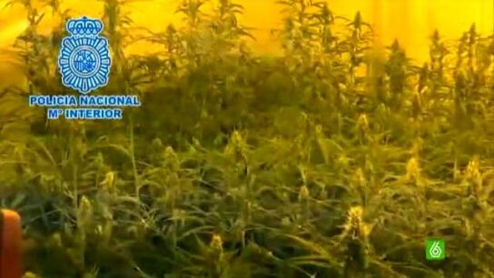 Desmanteladas 3.400 plantas de marihuana en la provincia de M&aacute;laga