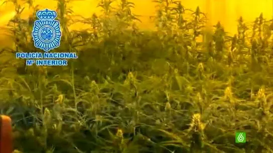 Desmanteladas 3.400 plantas de marihuana en la provincia de Málaga Desmanteladas 3.400 plantas de marihuana en la provincia de Málaga