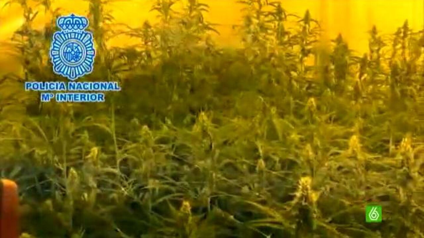 Desmanteladas 3.400 plantas de marihuana en la provincia de M&aacute;laga