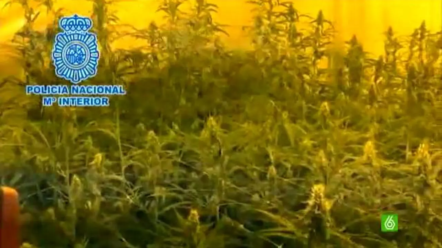 Desmanteladas 3.400 plantas de marihuana en la provincia de Málaga Desmanteladas 3.400 plantas de marihuana en la provincia de Málaga