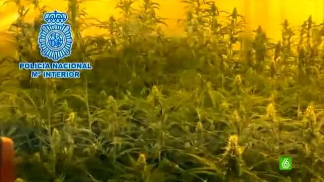 Desmanteladas 3.400 plantas de marihuana en la provincia de M&aacute;laga