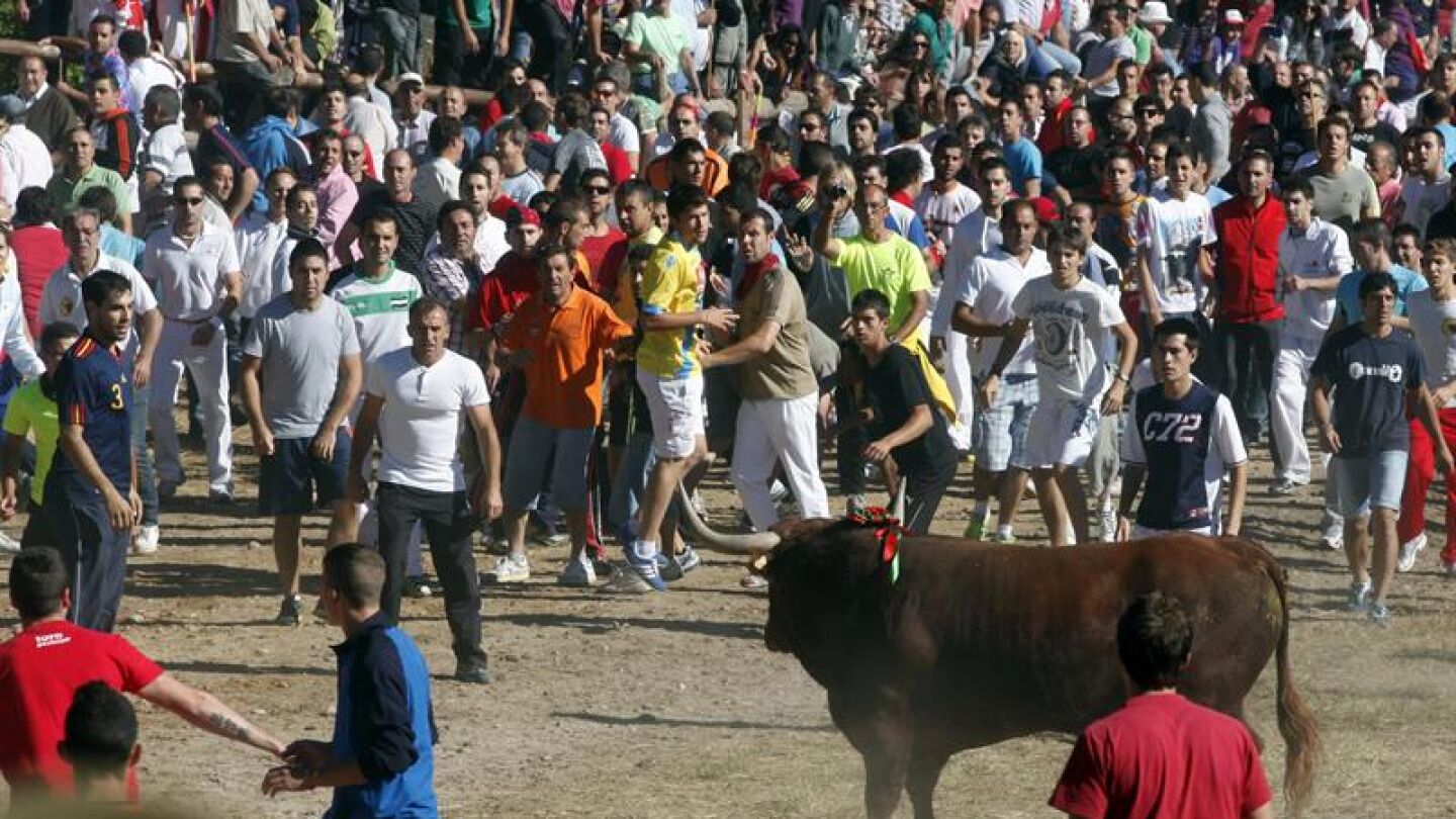 Toro de la Vega 2013