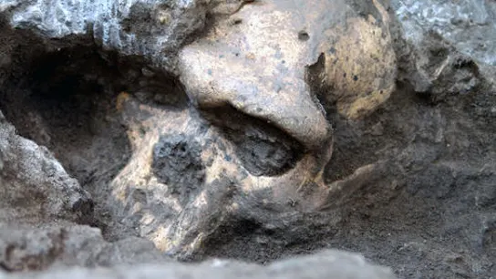 Imagen de archivo. El rostro del cráneo 5, el 'Homo' que engloba a todos los conocidos Imagen de archivo. El rostro del cráneo 5, el 'Homo' que engloba a todos los conocidos
