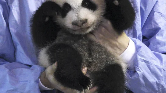 La cría de oso panda gigante momentos antes de ser presentada en la pagoda de Osos Panda del zoológico. La cría de oso panda gigante momentos antes de ser presentada en la pagoda de Osos Panda del zoológico.