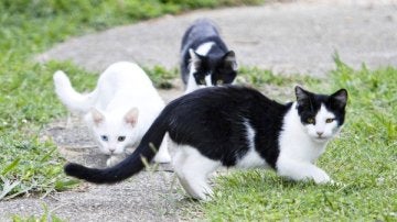 Imagen de archivo de gatos callejeros