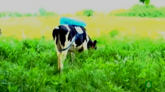Los gases de las vacas, fuente alternativa de energía en Argentina Los gases de las vacas, fuente alternativa de energía en Argentina