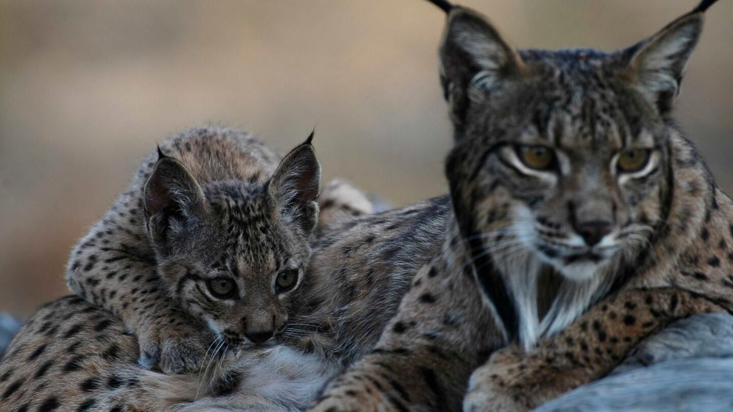 Ja&eacute;n es una de las principales zonas de linces ib&eacute;ricos de la Pen&iacute;nsula