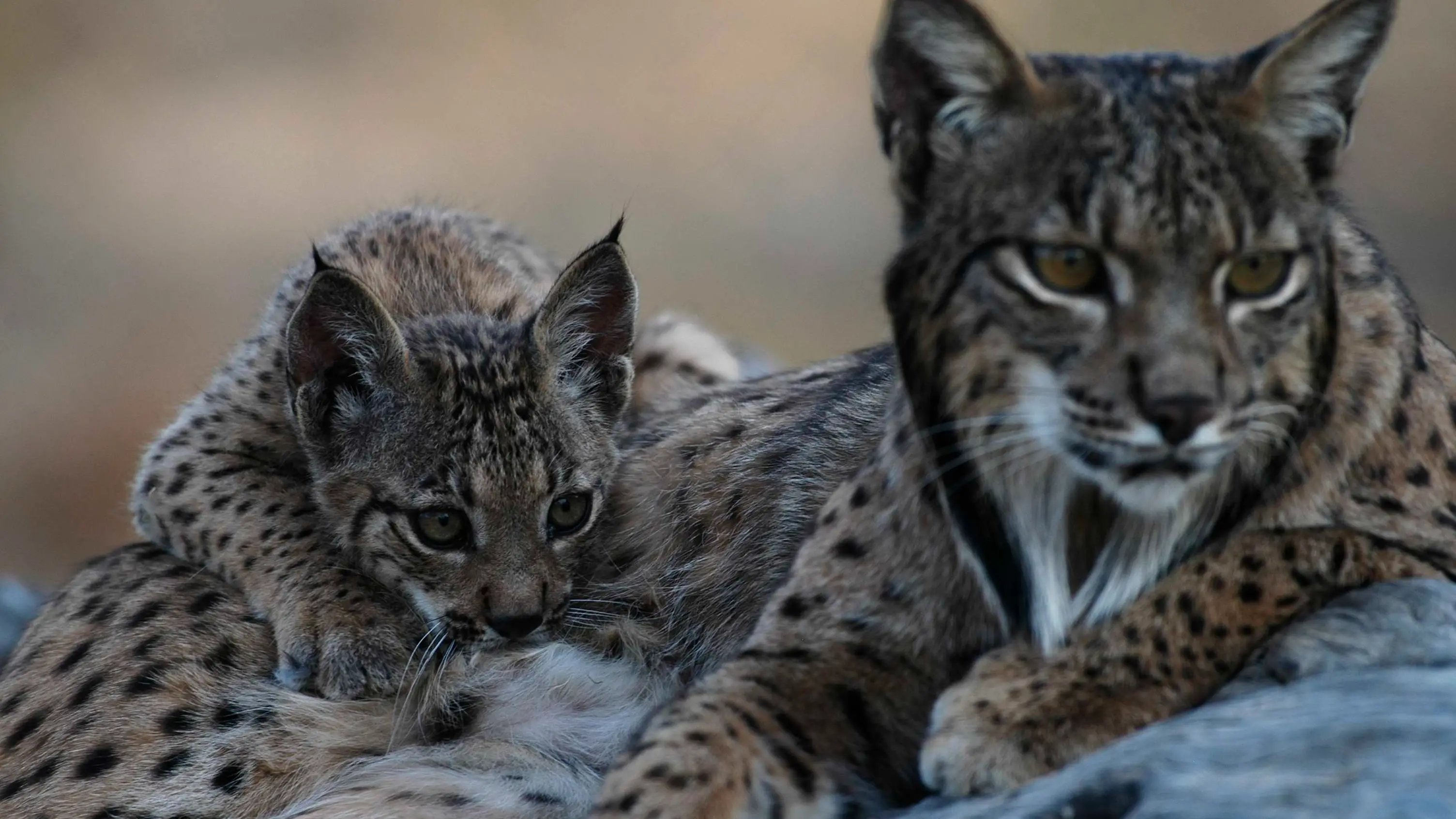 Jaén es una de las principales zonas de linces ibéricos de la Península