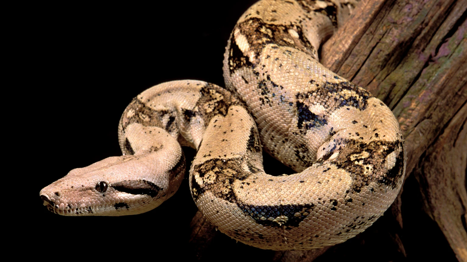 Boa constrictor Boa constrictor