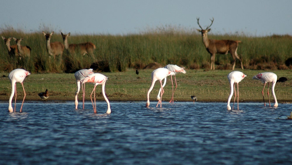 Gamos, parque de Doñana