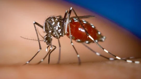 Mosquito Tigre Mosquito Tigre