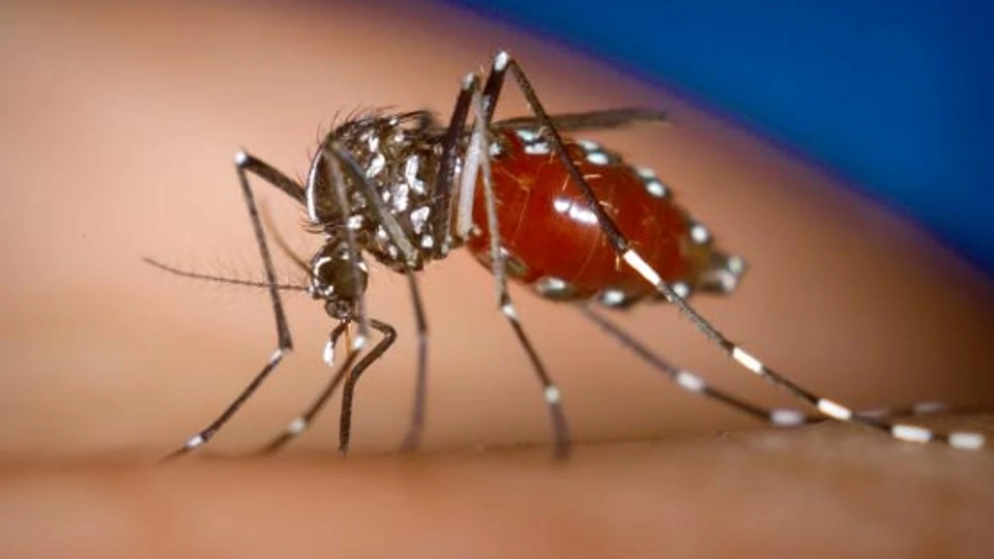 Mosquito Tigre Mosquito Tigre