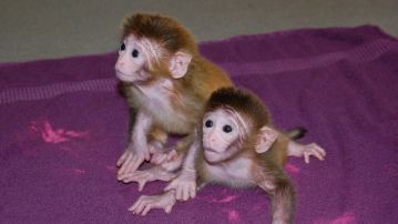 Macacos Rehsus similares a los utilizado