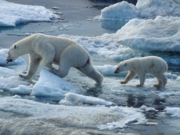 Osos polares en el Ártico