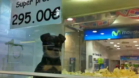 Un perro, a la venta en una tienda Un perro, a la venta en una tienda