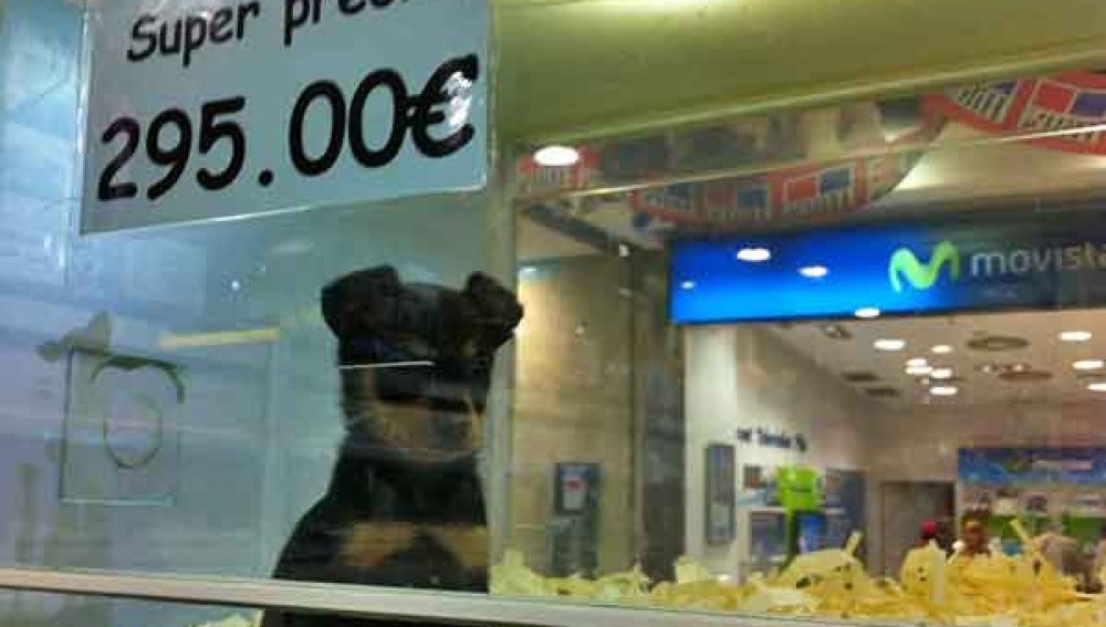Un perro, a la venta en una tienda