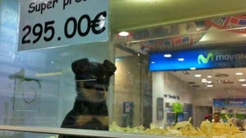 Un perro, a la venta en una tienda