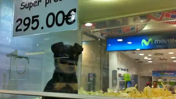 Un perro, a la venta en una tienda