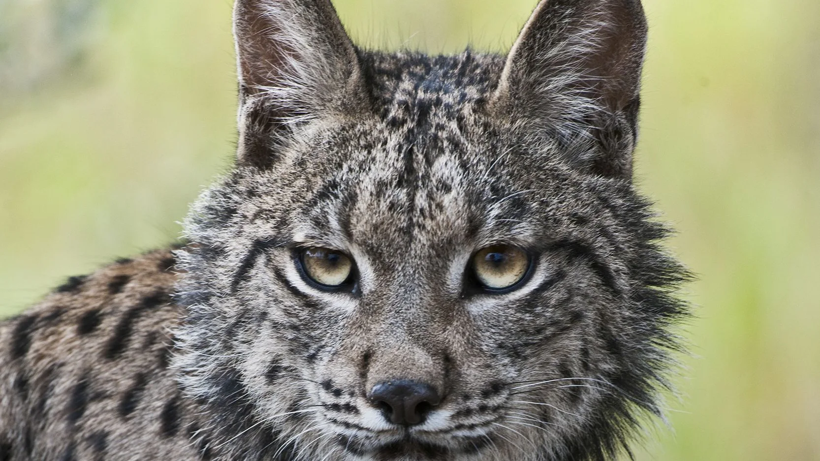 Un lince ibérico