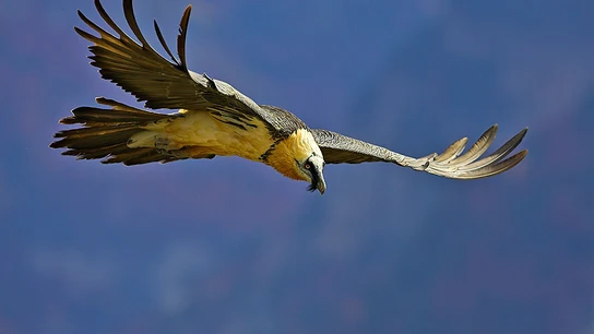 Quebrantahuesos en los Picos de Europa Quebrantahuesos en los Picos de Europa