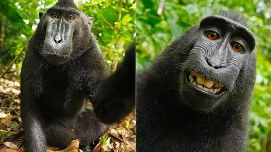 'Selfie' del mono 'Naruto' 'Selfie' del mono 'Naruto'