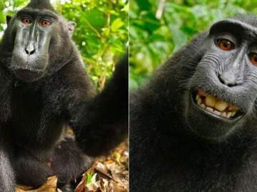 'Selfie' del mono 'Naruto' 'Selfie' del mono 'Naruto'
