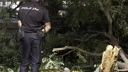 Un agente de Policía junto a un árbol caído en el Retiro Un agente de Policía junto a un árbol caído en el Retiro
