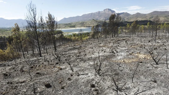 Zona afectada por el incendio forestal de Planes Zona afectada por el incendio forestal de Planes