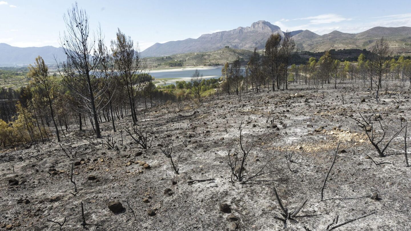 Zona afectada por el incendio forestal de Planes