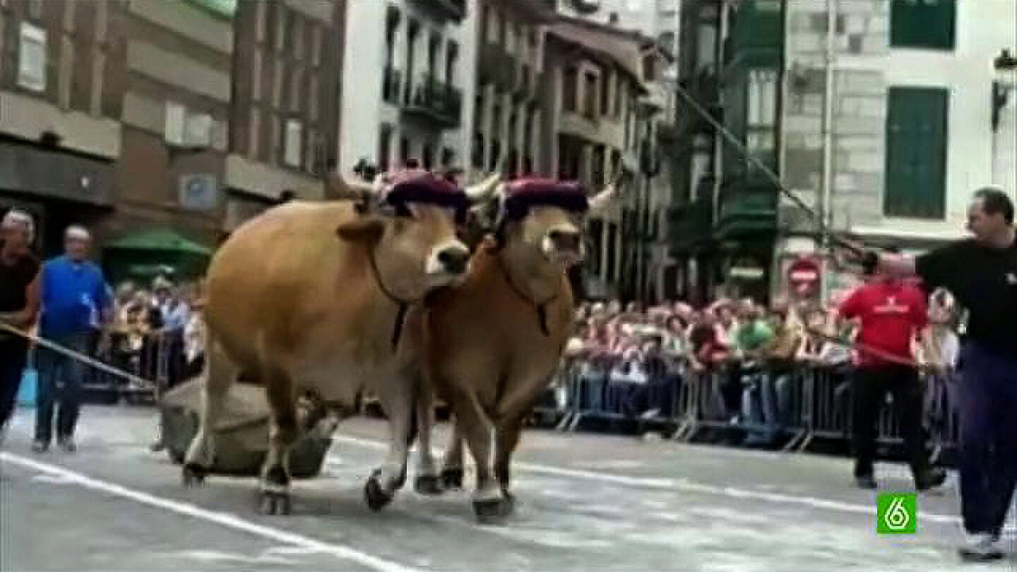 Bueyes en Erandio