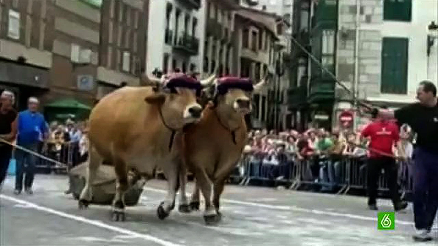 Bueyes en Erandio Bueyes en Erandio