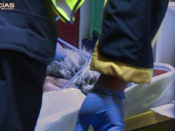 Víctimas de un incendio inesperadas Víctimas de un incendio inesperadas