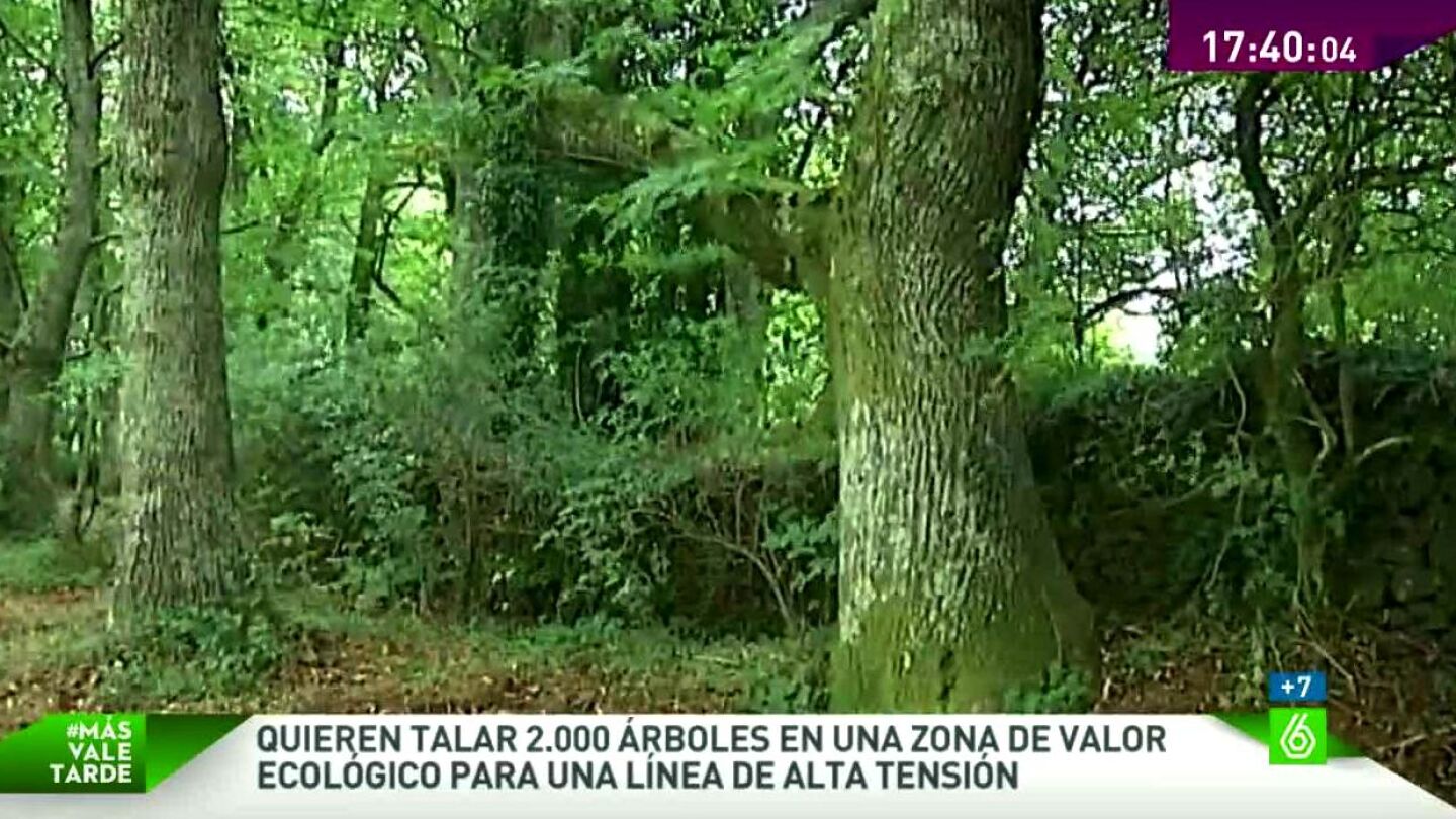 Una l&iacute;nea de alta tensi&oacute;n podr&iacute;a acabar con 2.000 &aacute;rboles en Pontevedra